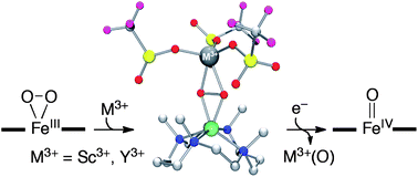 Graphical abstract: A mononuclear nonheme iron(iii)–peroxo complex binding redox-inactive metal ions