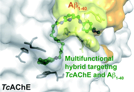 Graphical abstract: A novel hybrid of 6-chlorotacrine and metal–amyloid-β modulator for inhibition of acetylcholinesterase and metal-induced amyloid-β aggregation