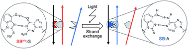 Graphical abstract: Light-triggered strand exchange reaction using the change in the hydrogen bonding pattern of a nucleobase analogue