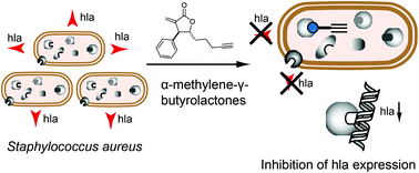 Graphical abstract: α-Methylene-γ-butyrolactones attenuate Staphylococcus aureus virulence by inhibition of transcriptional regulation