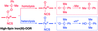 Graphical abstract: Conversion of high-spin iron(iii)–alkylperoxo to iron(iv)–oxo species via O–O bond homolysis in nonheme iron models