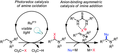 Graphical abstract: Photoredox activation and anion binding catalysis in the dual catalytic enantioselective synthesis of β-amino esters