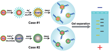 Graphical abstract: Core solution: a strategy towards gold core/non-gold shell nanoparticles bearing strict DNA-valences for programmable nanoassembly