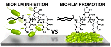 Graphical abstract: Synthesis of bioinspired carbohydrate amphiphiles that promote and inhibit biofilms