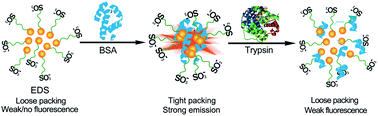 Graphical abstract: Insight into aggregation-induced emission characteristics of red-emissive quinoline-malononitrile by cell tracking and real-time trypsin detection