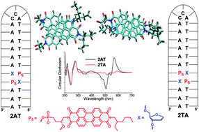Graphical abstract: Ground and excited state electronic spectra of perylenediimide dimers with flexible and rigid geometries in DNA conjugates