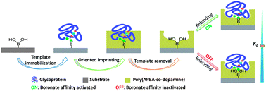 Graphical abstract: Affinity-tunable specific recognition of glycoproteins via boronate affinity-based controllable oriented surface imprinting