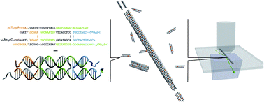 Graphical abstract: Thermodynamics and kinetics of DNA nanotube polymerization from single-filament measurements
