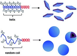 Graphical abstract: Glycopolypeptide conformations in bioactive block copolymer assemblies influence their nanoscale morphology