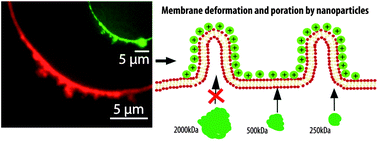 Graphical abstract: Deformation and poration of lipid bilayer membranes by cationic nanoparticles