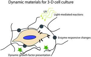 Graphical abstract: Tunable and dynamic soft materials for three-dimensional cell culture