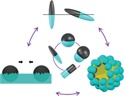 Graphical abstract: Amphiphilic Janus particles at fluid interfaces