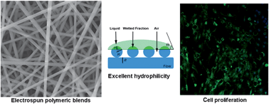Graphical abstract: Microvascular endothelial cell spreading and proliferation on nanofibrous scaffolds by polymer blends with enhanced wettability