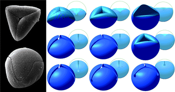 Graphical abstract: Folding of an opened spherical shell