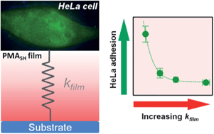 Graphical abstract: Stiffness-mediated adhesion of cervical cancer cells to soft hydrogel films