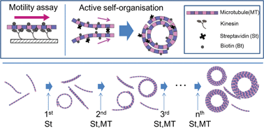 Graphical abstract: Growth of ring-shaped microtubule assemblies through stepwise active self-organisation