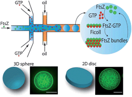 Graphical abstract: Self-organization of the bacterial cell-division protein FtsZ in confined environments