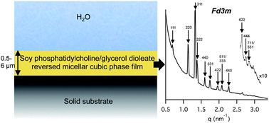 Graphical abstract: Nonlamellar lipid liquid crystalline model surfaces for biofunctional studies