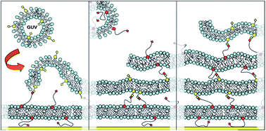 Graphical abstract: Iterative layer-by-layer assembly of polymer-tethered multi-bilayers using maleimide–thiol coupling chemistry