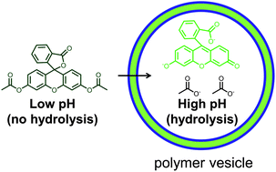 Graphical abstract: Hydroxide ion flux and pH-gradient driven ester hydrolysis in polymer vesicle reactors