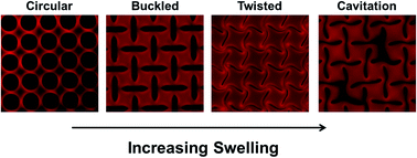 Graphical abstract: Buckling, symmetry breaking, and cavitation in periodically micro-structured hydrogel membranes