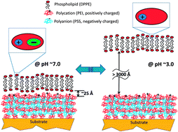Graphical abstract: Polyelectrolyte multilayers as a platform for pH-responsive lipid bilayers