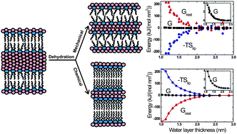 Graphical abstract: Interbilayer repulsion forces between tension-free lipid bilayers from simulation