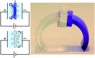 Graphical abstract: Electro-actuated hydrogel walkers with dual responsive legs