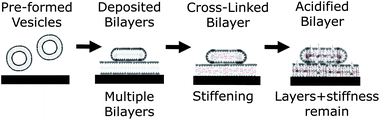 Graphical abstract: Cross-linked and pH sensitive supported polymer bilayers from polymersomes – studies concerning thickness, rigidity and fluidity