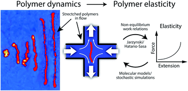 Graphical abstract: Determining elasticity from single polymer dynamics