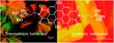 Graphical abstract: Synthesis and properties of siloxane modified perylene bisimide discotic liquid crystals