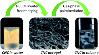 Graphical abstract: Gas-phase esterification of cellulose nanocrystal aerogels for colloidal dispersion in apolar solvents