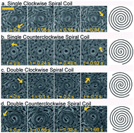 Graphical abstract: Dynamics of self-organized rotating spiral-coils in bacterial swarms