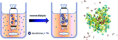 Graphical abstract: pH-dependent nano-capturing of tartaric acid using dendrimers