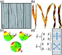 Graphical abstract: Shape selection in chiral ribbons: from seed pods to supramolecular assemblies