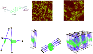Graphical abstract: Mono-molecule-layer nano-ribbons formed by self-assembly of bolaamphiphiles