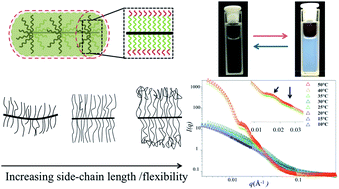 Graphical abstract: Thermoresponsive PNIPAAM bottlebrush polymers with tailored side-chain length and end-group structure
