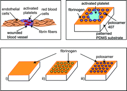 Graphical abstract: Micro-topography influences blood platelet spreading