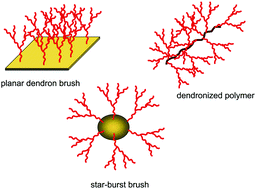 Graphical abstract: Dendron brushes and dendronized polymers: a theoretical outlook