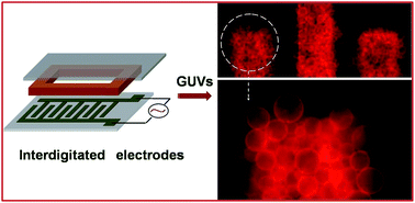 Graphical abstract: Electroformation of giant unilamellar vesicles using interdigitated ITO electrodes