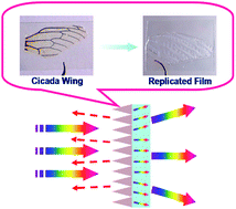 Graphical abstract: Integration of antireflection and light diffraction in nature: a strategy for light trapping