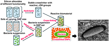 Graphical abstract: Silicon alkoxide cross-linked silica nanoparticle gels for encapsulation of bacterial biocatalysts