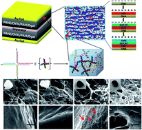 Graphical abstract: DNA hydrogel templated carbon nanotube and polyaniline assembly and its applications for electrochemical energy storage devices