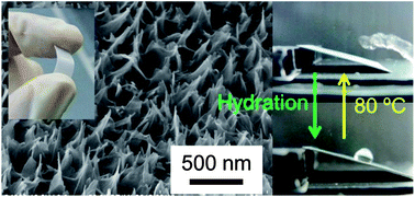 Graphical abstract: Switchable and reversible water adhesion on superhydrophobic titanate nanostructures fabricated on soft substrates: photopatternable wettability and thermomodulatable adhesivity