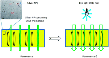 Graphical abstract: Silver nanoparticles as localized “nano-heaters” under LED light irradiation to improve membrane performance