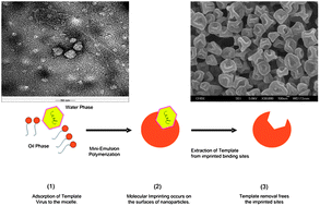 Graphical abstract: Preventing viral infections with polymeric virus catchers: a novel nanotechnological approach to anti-viral therapy