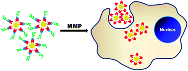Graphical abstract: Matrix metalloproteinase-triggered denuding of engineered gold nanoparticles for selective cell uptake