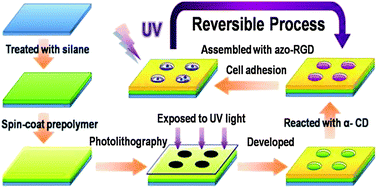 Graphical abstract: Photoresponsive smart template for reversible cell micropatterning