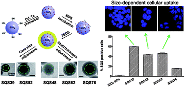 Graphical abstract: Tuning core–shell SiO2@CdTe@SiO2 fluorescent nanoparticles for cell labeling
