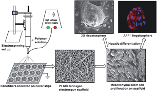 Graphical abstract: Trans-differentiation of human mesenchymal stem cells generates functional hepatospheres on poly(l-lactic acid)-co-poly(ε-caprolactone)/collagen nanofibrous scaffolds